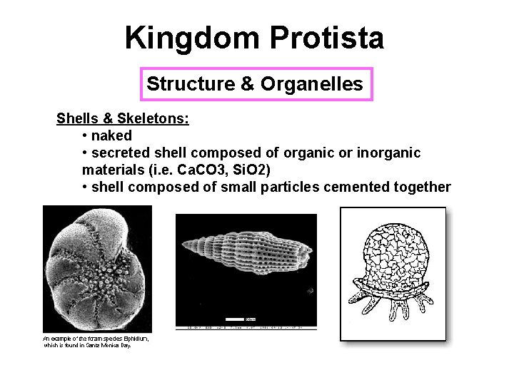 Kingdom Protista Structure & Organelles Shells & Skeletons: • naked • secreted shell composed