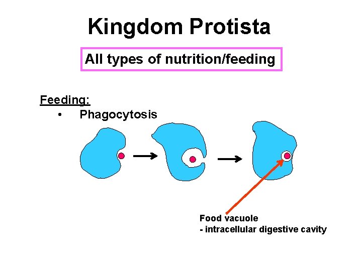 Kingdom Protista All types of nutrition/feeding Feeding: • Phagocytosis Food vacuole - intracellular digestive