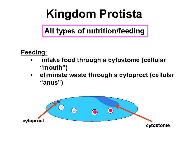 Kingdom Protista All types of nutrition/feeding Feeding: • intake food through a cytostome (cellular