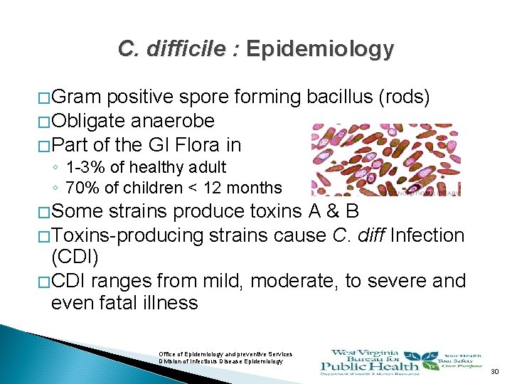 C. difficile : Epidemiology � Gram positive spore forming bacillus (rods) � Obligate anaerobe