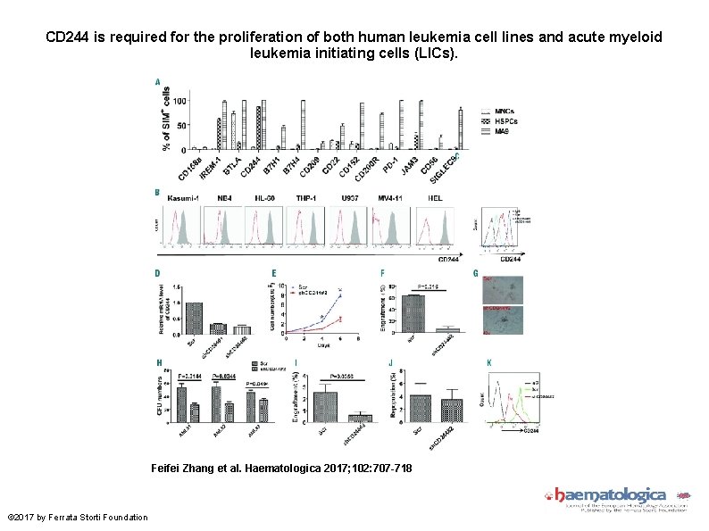 CD 244 is required for the proliferation of both human leukemia cell lines and