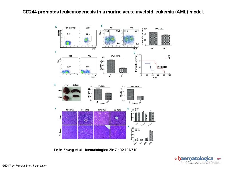 CD 244 promotes leukemogenesis in a murine acute myeloid leukemia (AML) model. Feifei Zhang