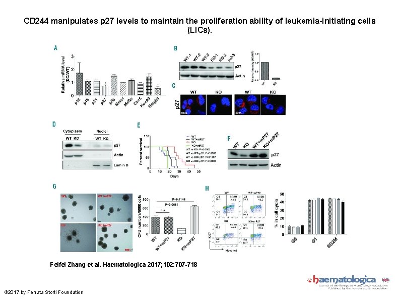 CD 244 manipulates p 27 levels to maintain the proliferation ability of leukemia-initiating cells