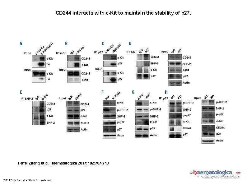 CD 244 interacts with c-Kit to maintain the stability of p 27. Feifei Zhang