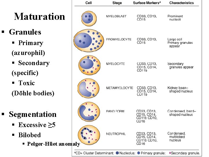 Maturation § Granules § Primary (azurophil) § Secondary (specific) § Toxic (Döhle bodies) §