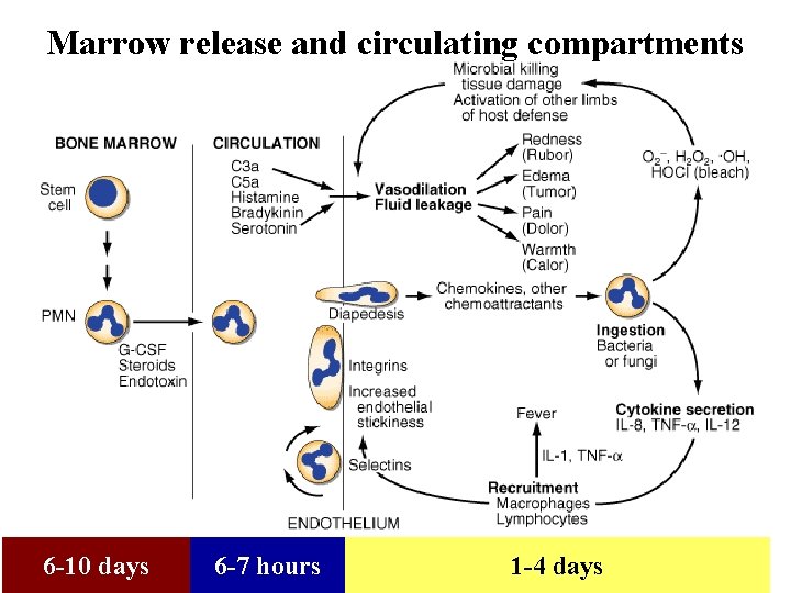 Marrow release and circulating compartments 6 -10 days 6 -7 hours 1 -4 days