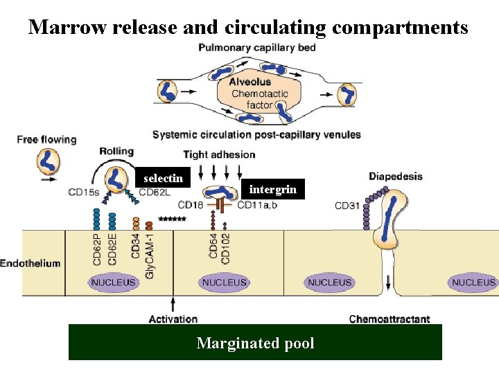Marrow release and circulating compartments selectin intergrin Marginated pool 