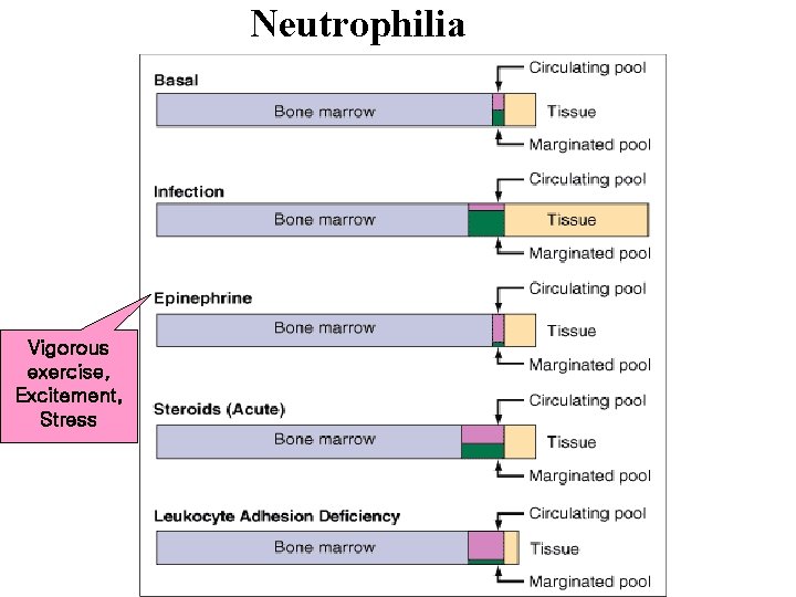 Neutrophilia Vigorous exercise, Excitement, Stress 