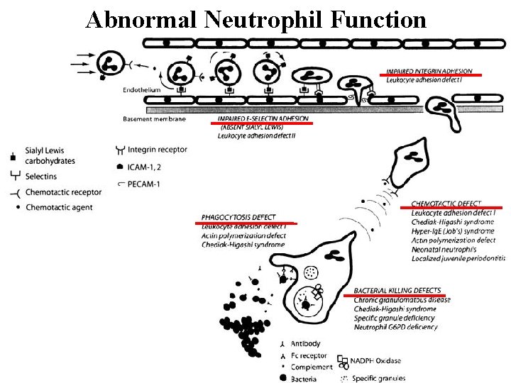 Abnormal Neutrophil Function 