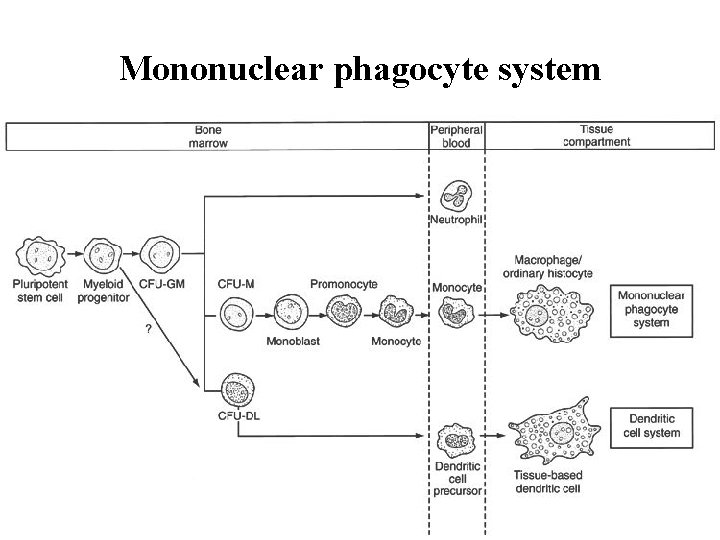 Mononuclear phagocyte system 