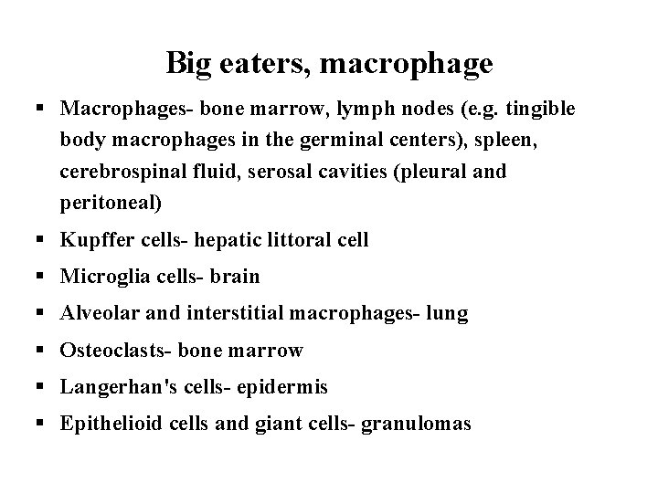 Big eaters, macrophage § Macrophages- bone marrow, lymph nodes (e. g. tingible body macrophages