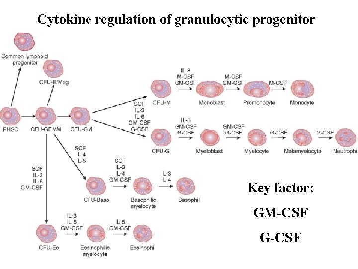 Cytokine regulation of granulocytic progenitor Key factor: GM-CSF G-CSF 