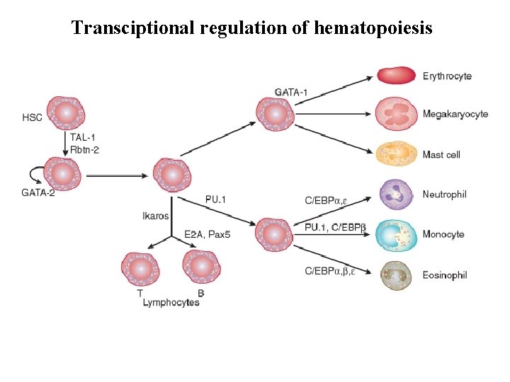 Transciptional regulation of hematopoiesis 