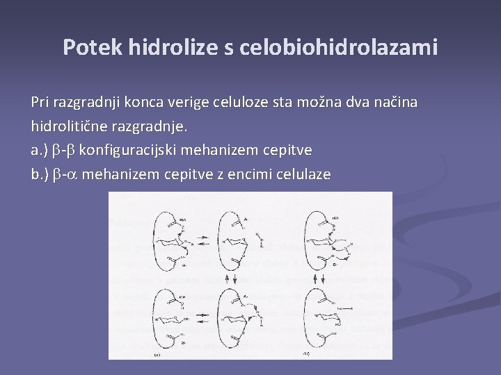 Potek hidrolize s celobiohidrolazami Pri razgradnji konca verige celuloze sta možna dva načina hidrolitične