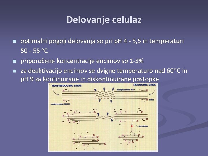 Delovanje celulaz n n n optimalni pogoji delovanja so pri p. H 4 -