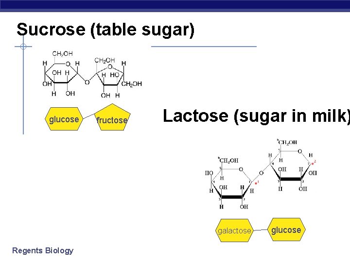 Sucrose (table sugar) glucose fructose Lactose (sugar in milk) galactose Regents Biology glucose 