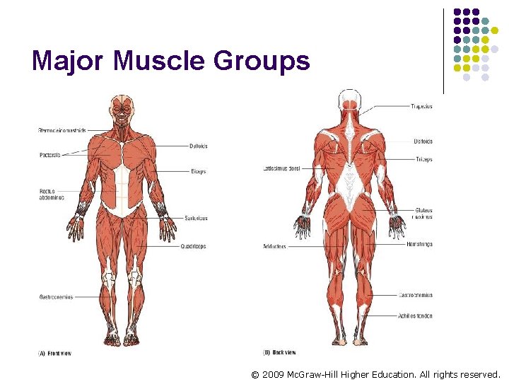Major Muscle Groups © 2009 Mc. Graw-Hill Higher Education. All rights reserved. 