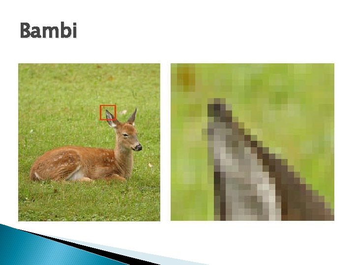 Bambi 
