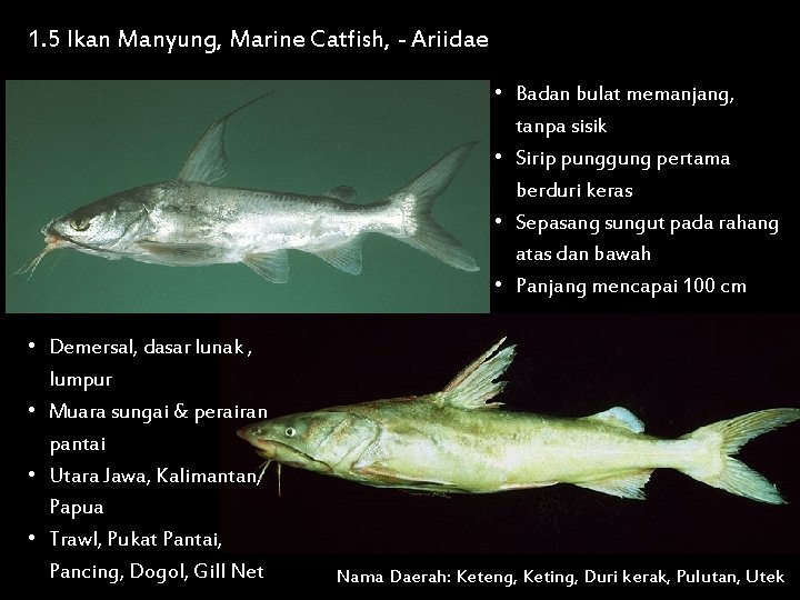 1. 5 Ikan Manyung, Marine Catfish, - Ariidae • Badan bulat memanjang, tanpa sisik