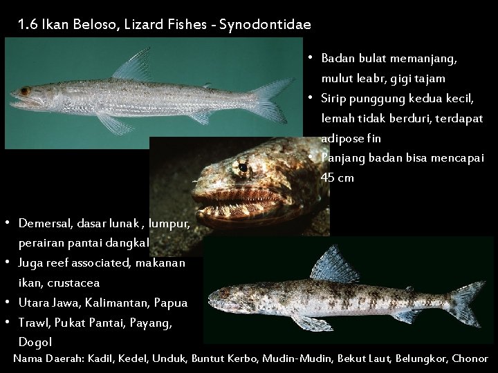 1. 6 Ikan Beloso, Lizard Fishes - Synodontidae • Badan bulat memanjang, mulut leabr,