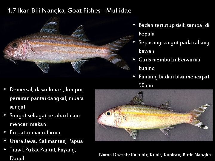 1. 7 Ikan Biji Nangka, Goat Fishes - Mullidae • Demersal, dasar lunak ,