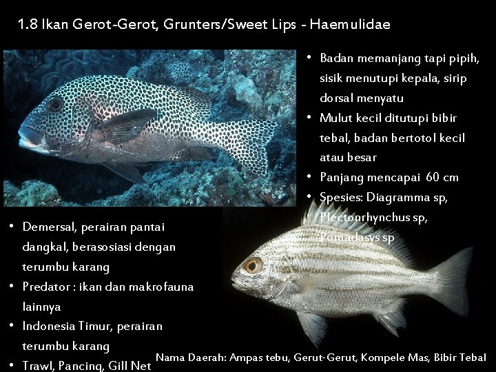 1. 8 Ikan Gerot-Gerot, Grunters/Sweet Lips - Haemulidae • Badan memanjang tapi pipih, sisik