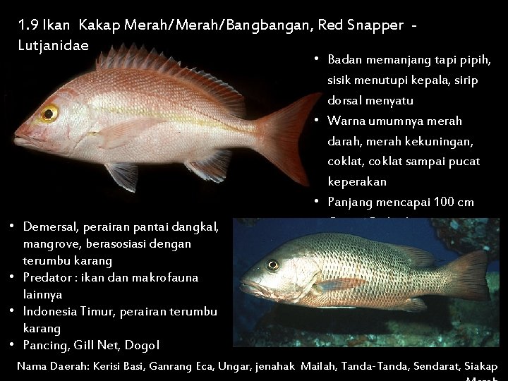 1. 9 Ikan Kakap Merah/Bangbangan, Red Snapper Lutjanidae • Demersal, perairan pantai dangkal, mangrove,