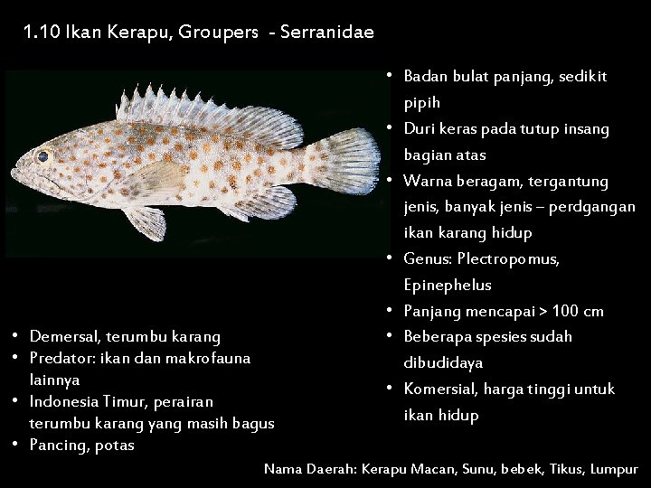 1. 10 Ikan Kerapu, Groupers - Serranidae • Demersal, terumbu karang • Predator: ikan