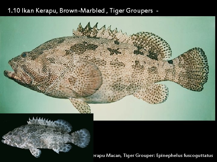 1. 10 Ikan Kerapu, Brown-Marbled , Tiger Groupers Serranidae Kerapu Macan, Tiger Grouper: Epinephelus