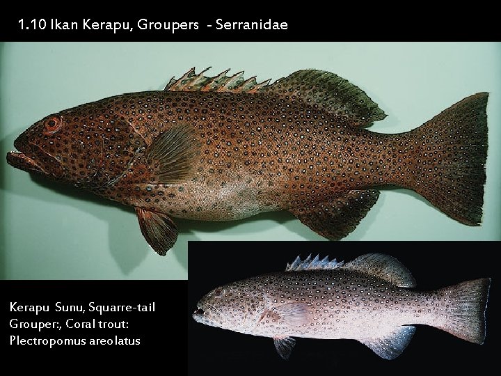 1. 10 Ikan Kerapu, Groupers - Serranidae Kerapu Sunu, Squarre-tail Grouper: , Coral trout: