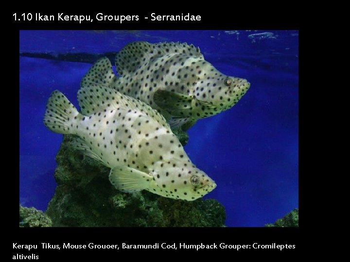 1. 10 Ikan Kerapu, Groupers - Serranidae Kerapu Tikus, Mouse Grouoer, Baramundi Cod, Humpback