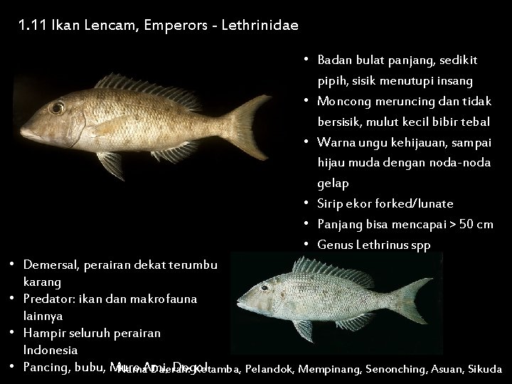 1. 11 Ikan Lencam, Emperors - Lethrinidae • Badan bulat panjang, sedikit pipih, sisik