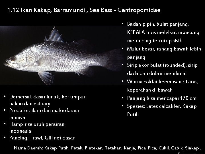 1. 12 Ikan Kakap, Barramundi , Sea Bass - Centropomidae • Demersal, dasar lunak,