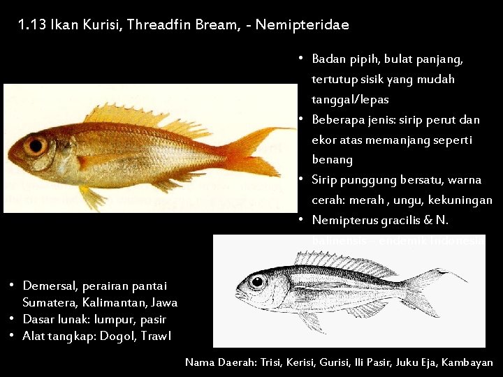 1. 13 Ikan Kurisi, Threadfin Bream, - Nemipteridae • Badan pipih, bulat panjang, tertutup