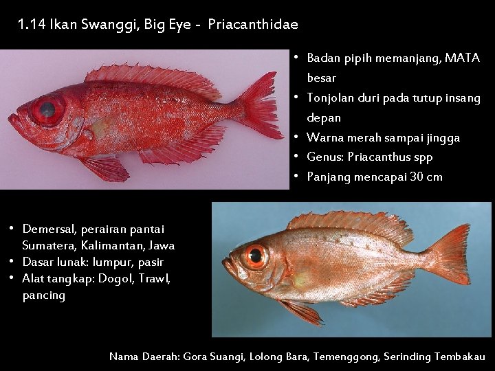 1. 14 Ikan Swanggi, Big Eye - Priacanthidae • Badan pipih memanjang, MATA besar