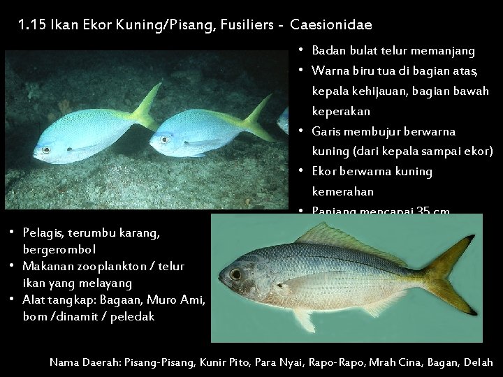1. 15 Ikan Ekor Kuning/Pisang, Fusiliers - Caesionidae • Badan bulat telur memanjang •