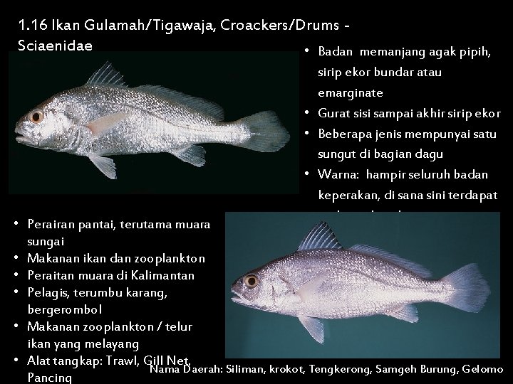 1. 16 Ikan Gulamah/Tigawaja, Croackers/Drums Sciaenidae • Badan memanjang agak pipih, sirip ekor bundar