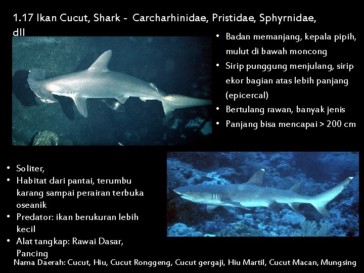 1. 17 Ikan Cucut, Shark - Carcharhinidae, Pristidae, Sphyrnidae, dll • Badan memanjang, kepala