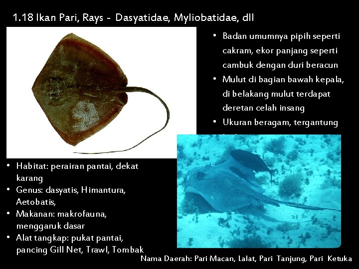 1. 18 Ikan Pari, Rays - Dasyatidae, Myliobatidae, dll • Badan umumnya pipih seperti