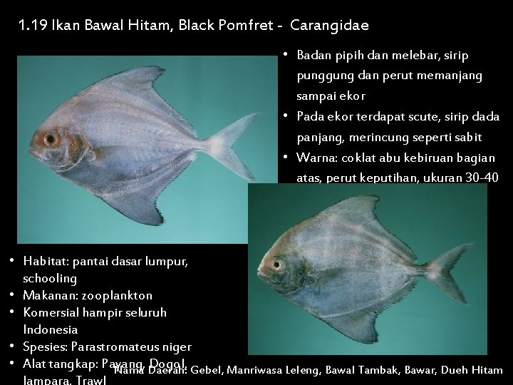 1. 19 Ikan Bawal Hitam, Black Pomfret - Carangidae • Badan pipih dan melebar,