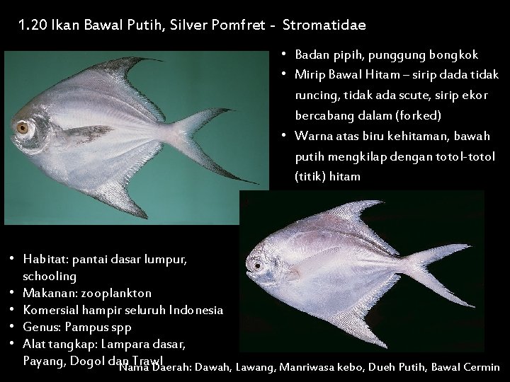 1. 20 Ikan Bawal Putih, Silver Pomfret - Stromatidae • Badan pipih, punggung bongkok