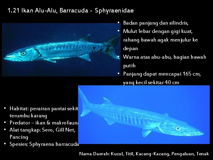 1. 21 Ikan Alu-Alu, Barracuda - Sphyraenidae • Badan panjang dan silindris, • Mulut