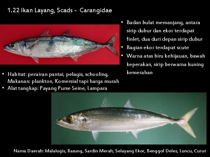 1. 22 Ikan Layang, Scads - Carangidae • Habitat: perairan pantai, pelagis, schooling, Makanan: