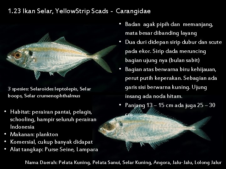 1. 23 Ikan Selar, Yellow. Strip Scads - Carangidae 3 spesies: Selaroides leptolepis, Selar