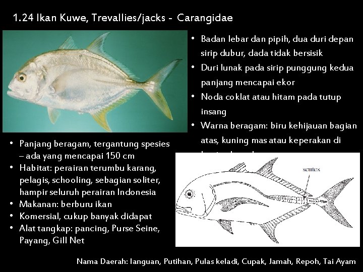 1. 24 Ikan Kuwe, Trevallies/jacks - Carangidae • Panjang beragam, tergantung spesies – ada