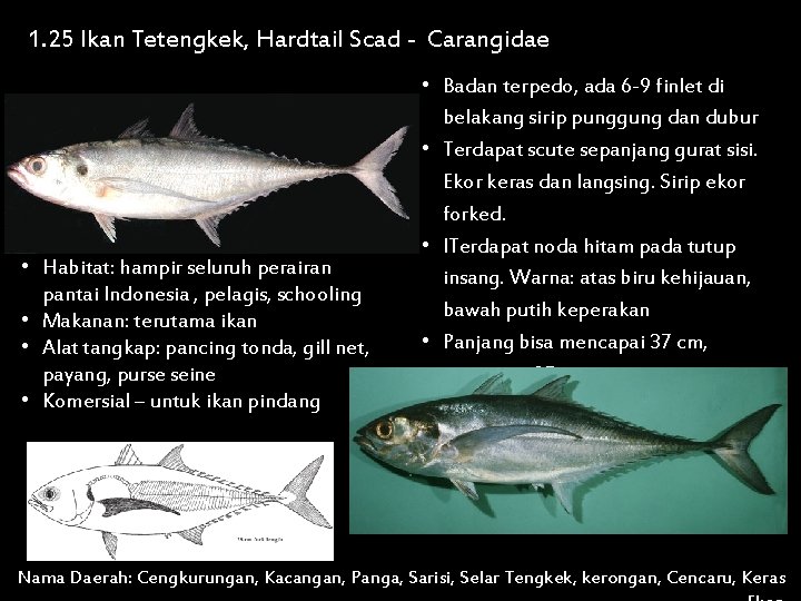 1. 25 Ikan Tetengkek, Hardtail Scad - Carangidae • Habitat: hampir seluruh perairan pantai