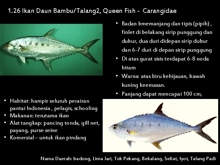 1. 26 Ikan Daun Bambu/Talang 2, Queen Fish - Carangidae • Habitat: hampir seluruh