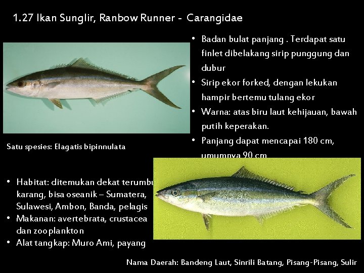 1. 27 Ikan Sunglir, Ranbow Runner - Carangidae • Badan bulat panjang. Terdapat satu