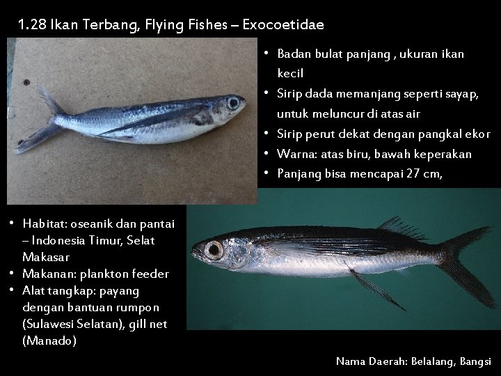 1. 28 Ikan Terbang, Flying Fishes – Exocoetidae • Badan bulat panjang , ukuran