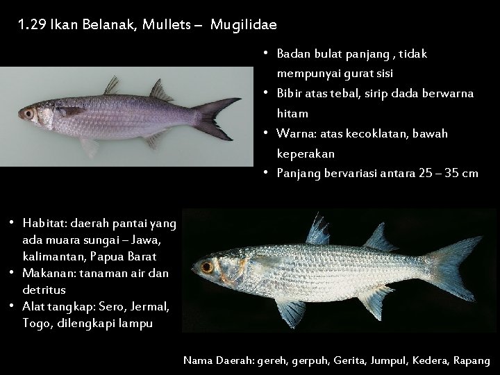 1. 29 Ikan Belanak, Mullets – Mugilidae • Badan bulat panjang , tidak mempunyai